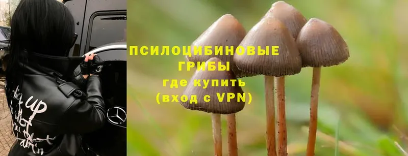 Галлюциногенные грибы Cubensis  купить наркоту  Геленджик 